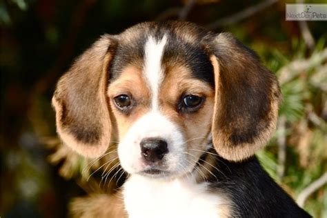 Beagle is a commonly known breed of dogs and has been highly preferred as a pet. . Blue beagle puppies for sale under 500 near me